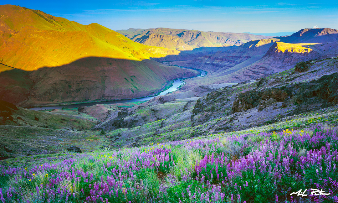 Lower Deschutes River photo, print, photograph, fine art print, wildflowers, Oregon river photos,Mt Hood