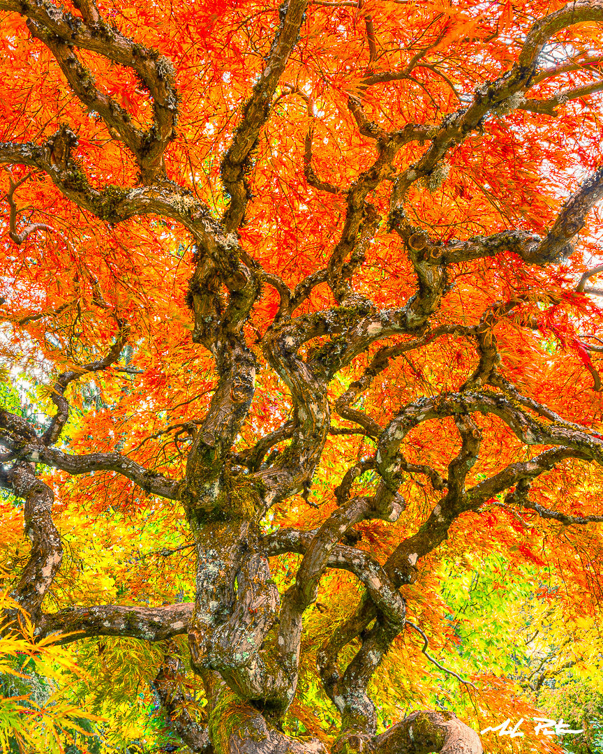 Infinite Autumn Portland, Oregon, Japanese Maple Tree Portland, famous Japanese maple tree, Oregon famous trees, Japanese maple tree photograph for sale