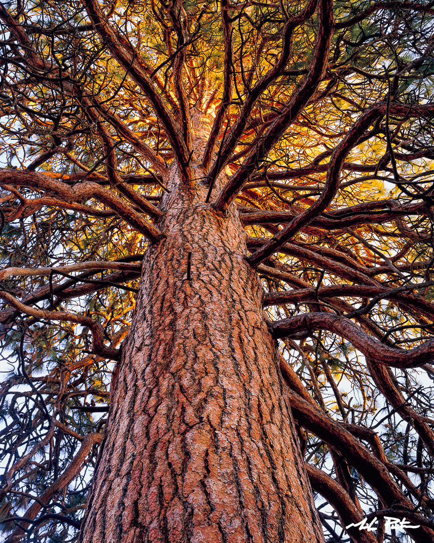 ponderosa tree,ponderosa pine,bend oregon tree,beautiful tree,ponderosa photo