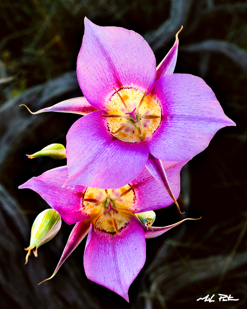 mariposa lilies, Oregon high desert, wildflowers