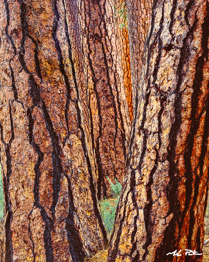 Ponderosa-Puzzle, Camp Sherman, Oregon