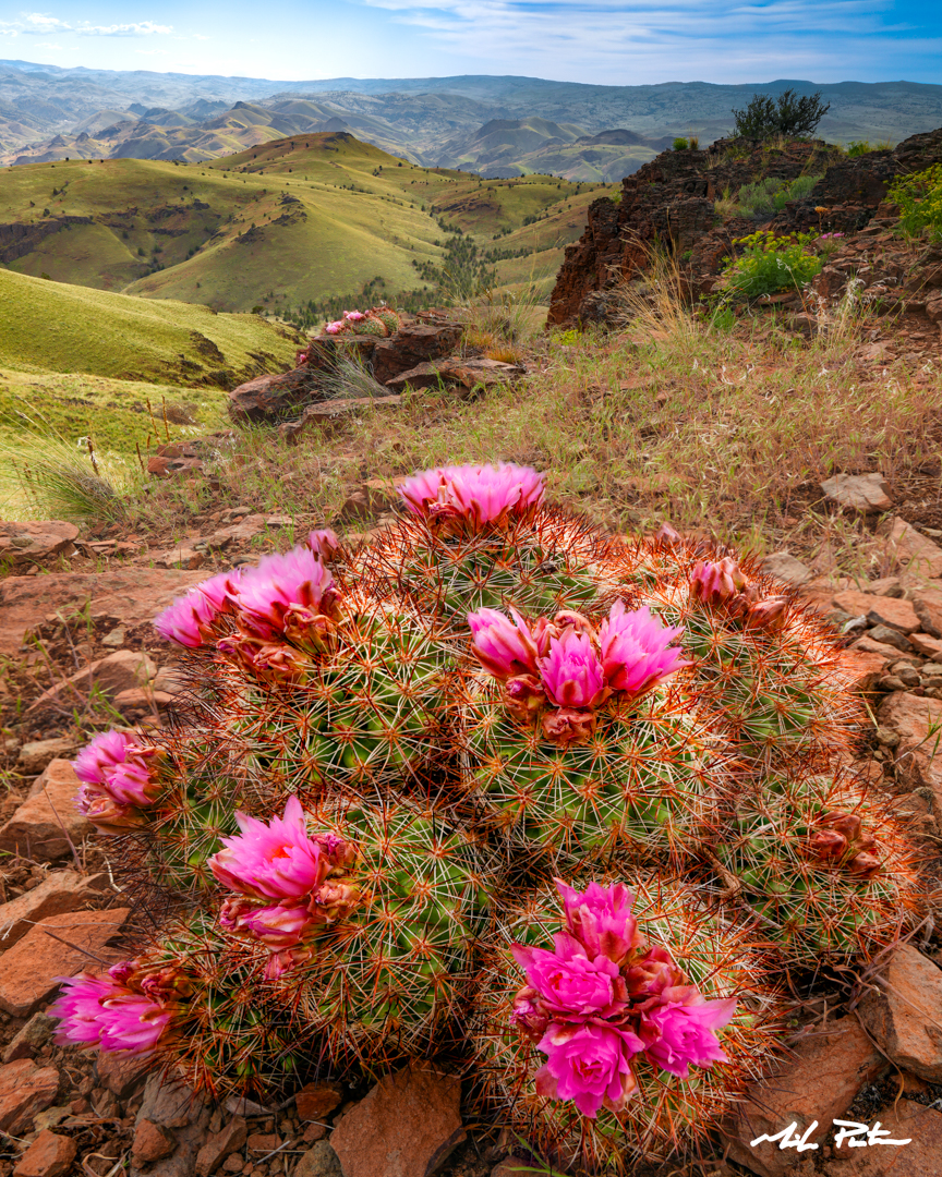 Spring Basin Wilderness, Oregon Hedgehog cactus photos